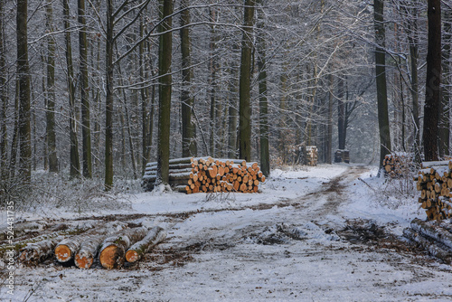 Heap of timber in forest in Rogow village, Lodz Province of Poland