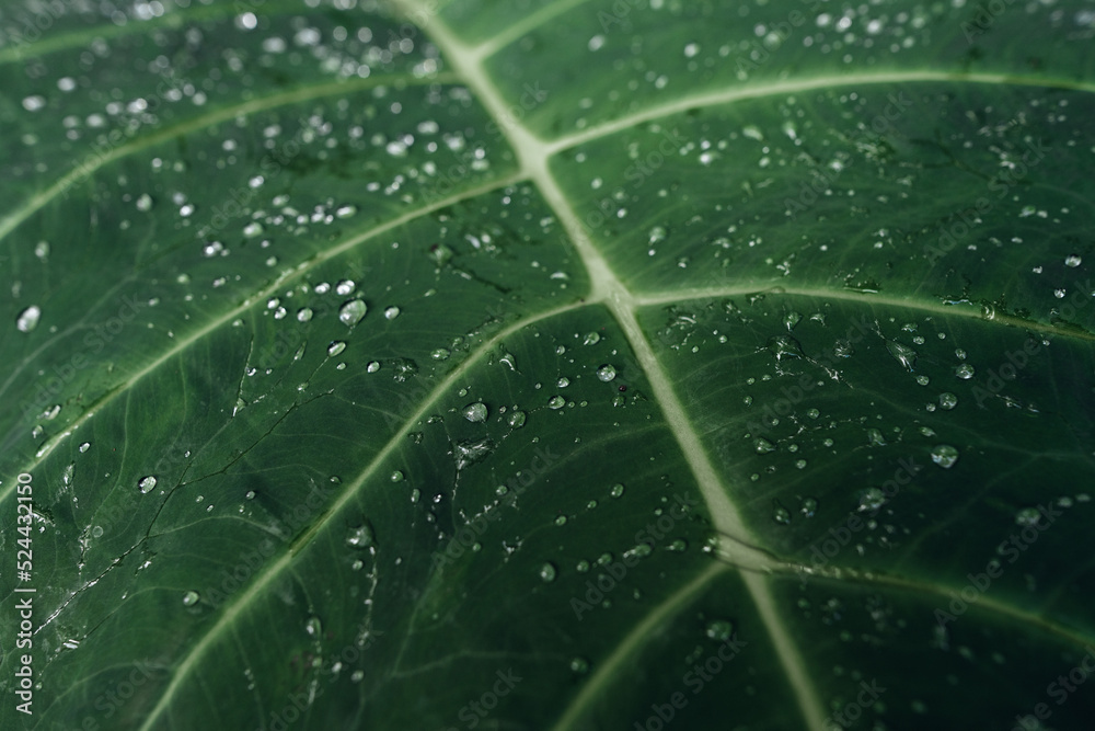 Green leaf background,tropical leaf Green leaf background,tropical leaf