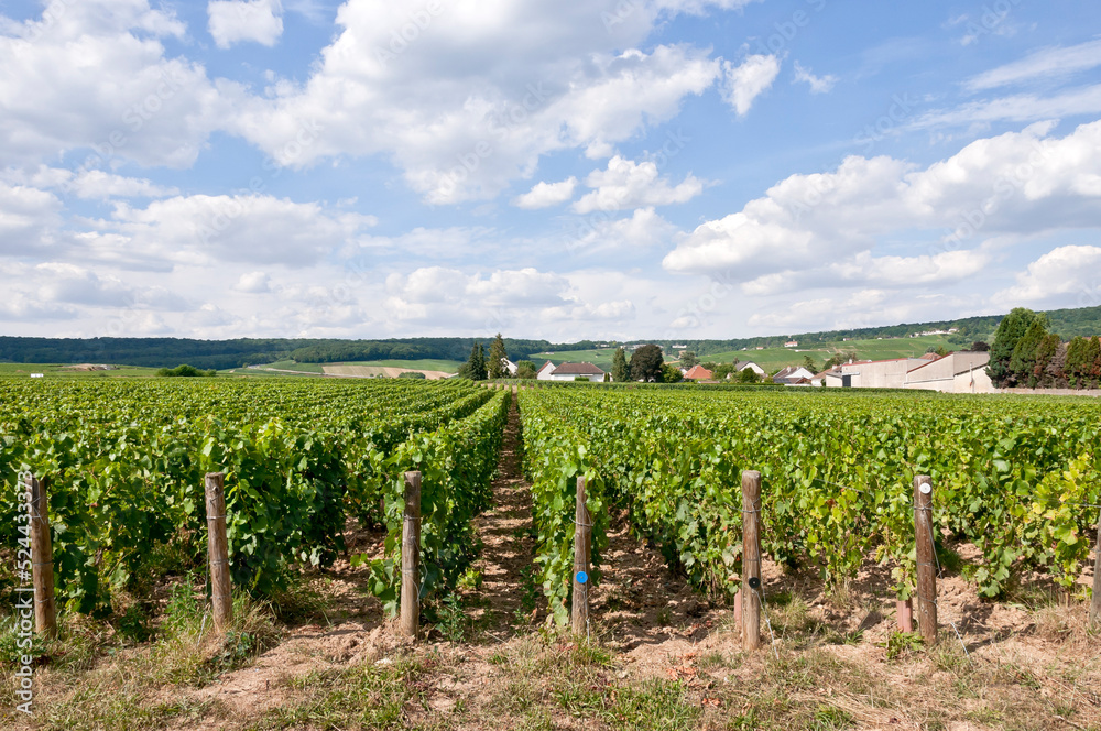 Champagne vineyards, Dizy, near Epernay, Marne, France