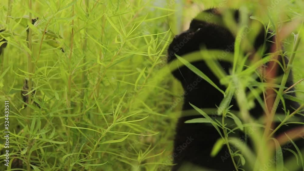 black domestic cat crawls on the grass outdoors black domestic cat crawls on the grass outdoors