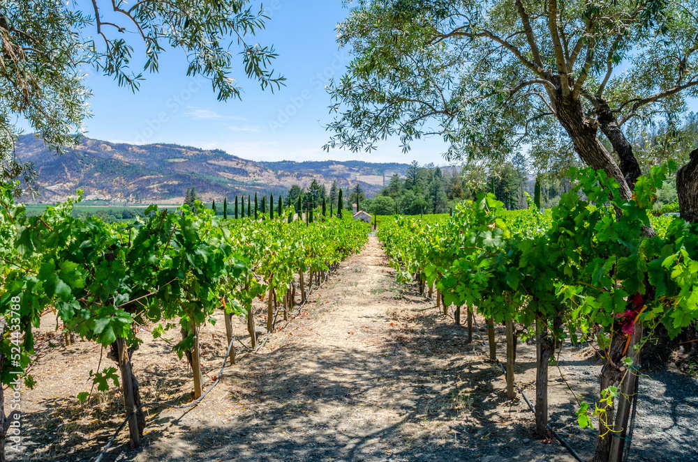 Rows of grape vines growing grapes for wine making in The Napa Valley in California, USA