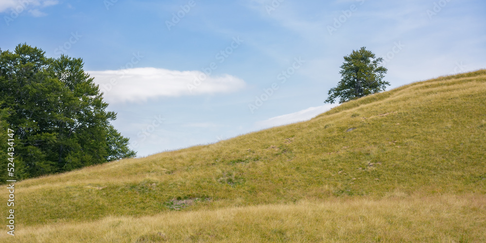 trees on the grassy hills and meadows. mountainous countryside in late summer. carpathian nature scenery on a bright sunny day