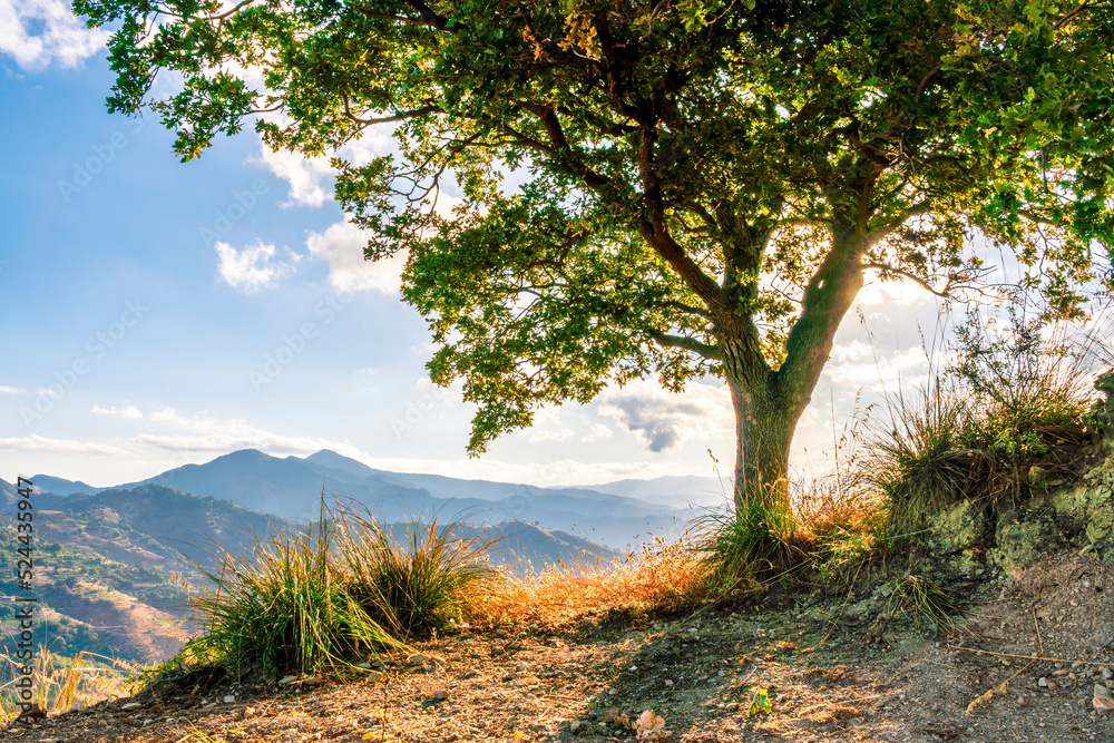 beautiful green tree on a slope of a hill in mountains with sunset background of highland nature