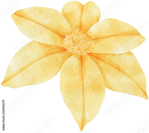 Fototapeta Naklejka Na Ścianę i Meble -  Yellow clematis flowers watercolor illustration