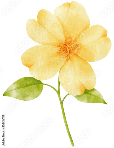Fototapeta Naklejka Na Ścianę i Meble -  Yellow flowers watercolor illustration