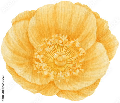Fototapeta Naklejka Na Ścianę i Meble -  Yellow poppy flowers watercolor illustration
