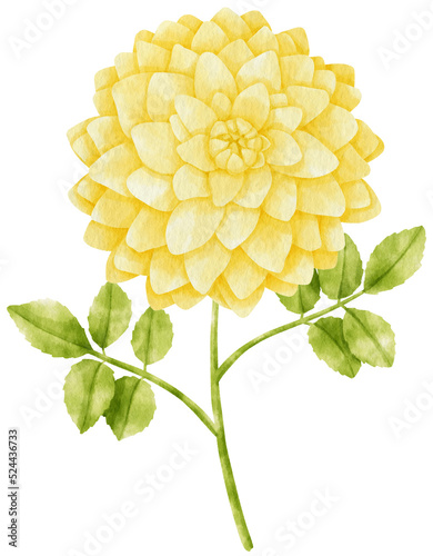 Fototapeta Naklejka Na Ścianę i Meble -  Yellow dahlia flowers watercolor illustration