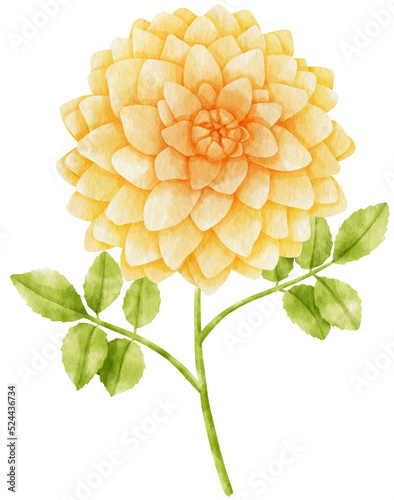 Fototapeta Naklejka Na Ścianę i Meble -  Yellow dahlia flowers watercolor illustration
