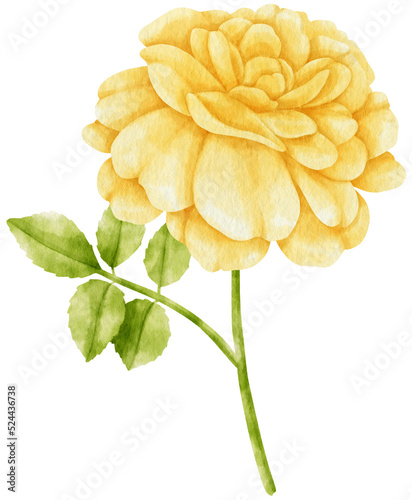 Fototapeta Naklejka Na Ścianę i Meble -  Yellow rose flowers watercolor illustration
