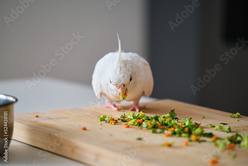 An albino cockatiel eating vegetables. White-faced Lutinos mutation. photo