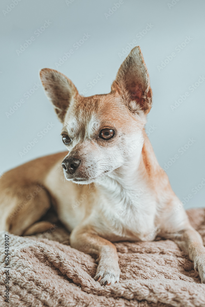 Adult brown Pincher dog in a calm state, resting, brown and gray background studio shots.