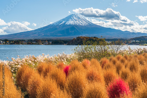 秋の河口湖大石公園【山梨県・南都留郡・富士河口湖町】
Mt. Fuji and Bassia scoparia in autumn - Yamanashi, Japan photo