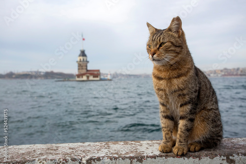 Tabby stray cat in Istanbul Maiden's Tower view