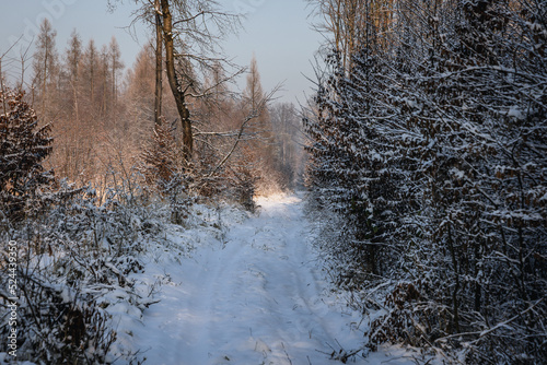 Forest road during winter in Rogow, Lodz Province of Poland