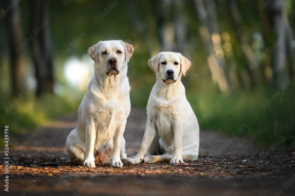labrador dog and puppy sitting together outdoors in the park