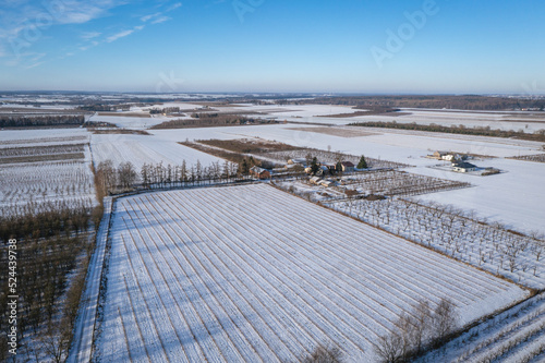 Drone photo of apple orchards in Rogow village, Lodz Province of Poland