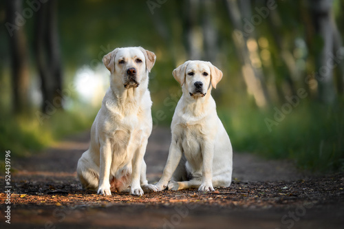 labrador dog and puppy sitting together outdoors in the park