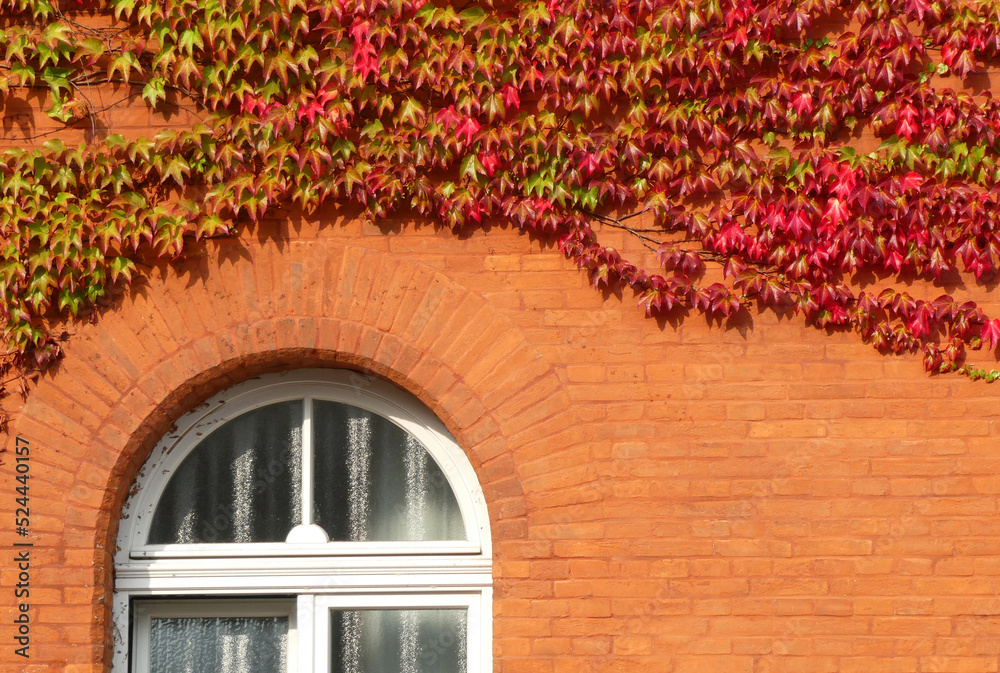Parthenocissus tricuspidata or Japanese creeper turning red in august. The plant is growing against an orange wall from an old building. Part of a white window.