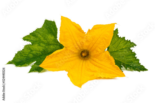 Yellow pumpkin flower with green leaves on a white background, studio photo.