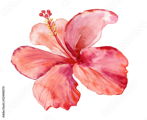 hibiscus flower big red flower. watercolor illustration © Olesia La
