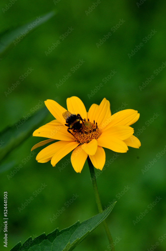 bee sits on a yellow flower. clear summer day. beautiful nature. wallpaper for phone and computer bee sits on a yellow flower. clear summer day. beautiful nature. wallpaper for phone and computer