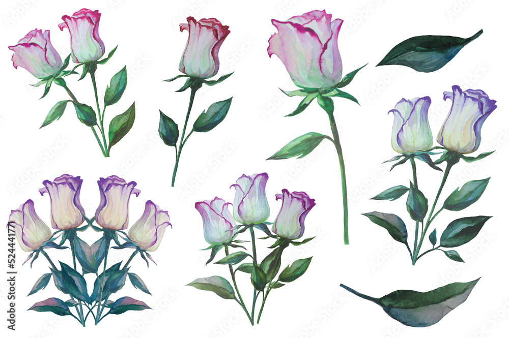 set of illustrations of white rose flowers on a white background, floral pattern set of illustrations of white rose flowers on a white background, floral pattern