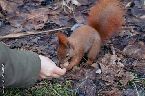 Red squirrel in Szczesliwice Park in Ochota district of Warsaw in Poland