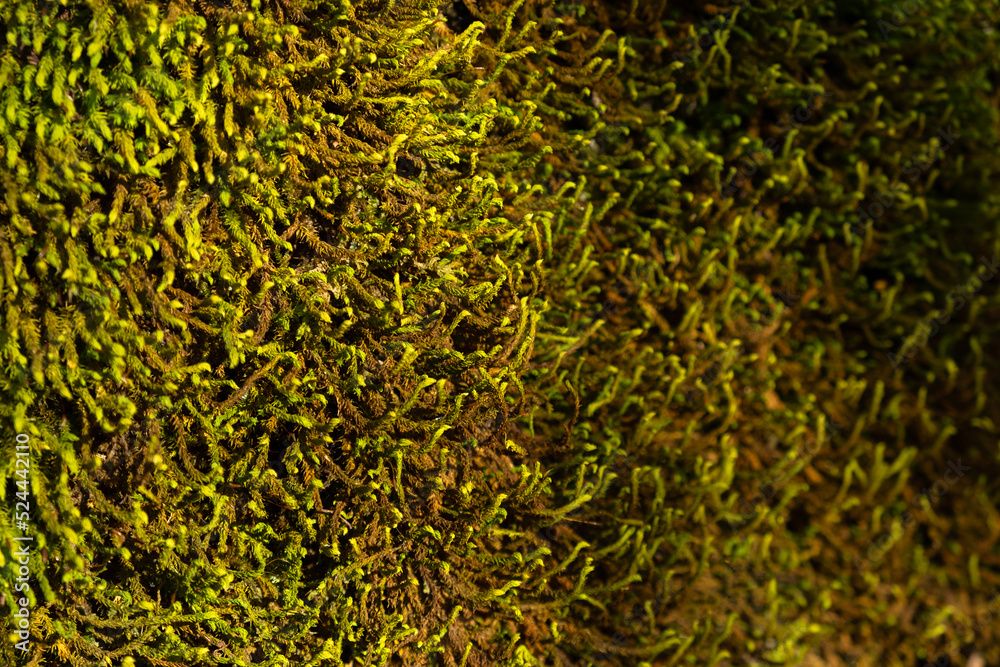 Moss texture close-up. Natural background for website design. The concept of ecology environmental protection. Beautiful light and shadow. Textured summer background. Shallow depth of field copy space Moss texture close-up. Natural background for website design. The concept of ecology environmental protection. Beautiful light and shadow. Textured summer background. Shallow depth of field copy space