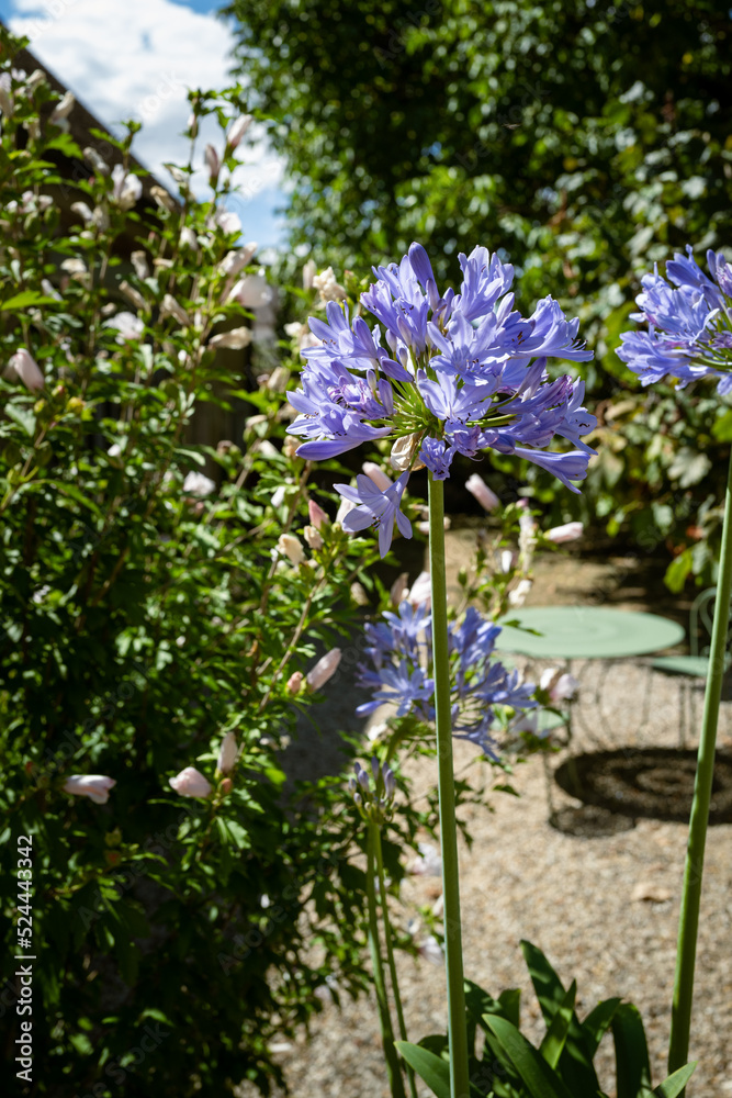 agapanthe du jardin agapanthe du jardin