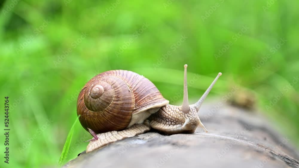 Garden snail crawls along tree trunk sticking out its horns, summer nature Garden snail crawls along tree trunk sticking out its horns, summer nature