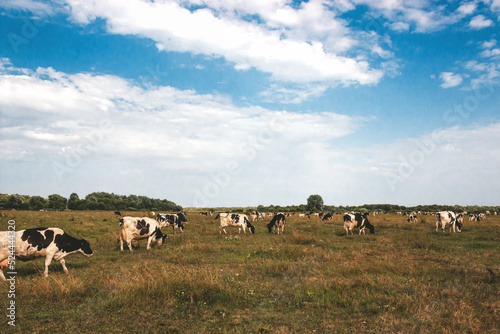 Cows graze in a meadow. © Juliana