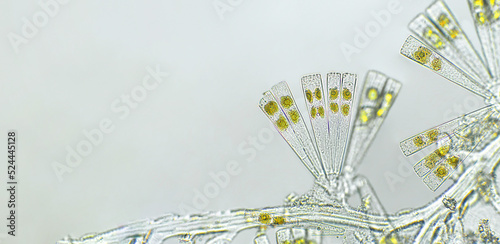 Licmophora sp. algae, marine and freshwater diatom under microscopic view. Genus of benthic, photosynthetic and epiphyte diatom