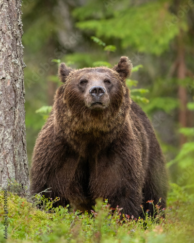 Brown bear in blueberry forest at summer evening
