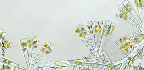 Licmophora sp. algae, marine and freshwater diatom under microscopic view. Genus of benthic, photosynthetic and epiphyte diatom photo