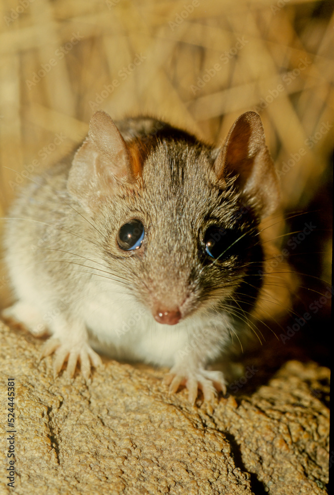 Fototapeta premium Antechinus bellus