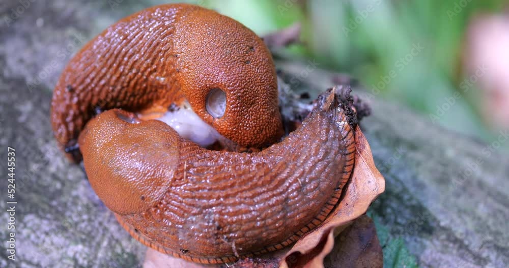 Red slug or Arion rufus in the summer forest. The process of ...