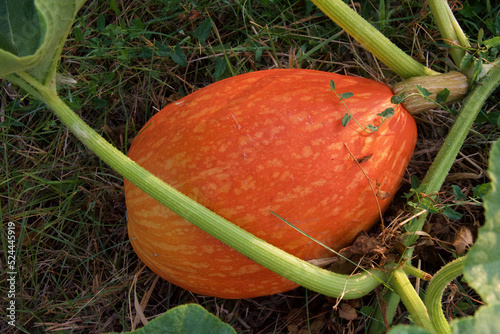 pumpkin in the early morning, France photo