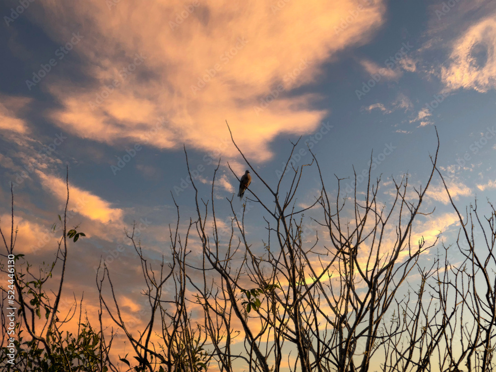 Obraz premium sunset in the field