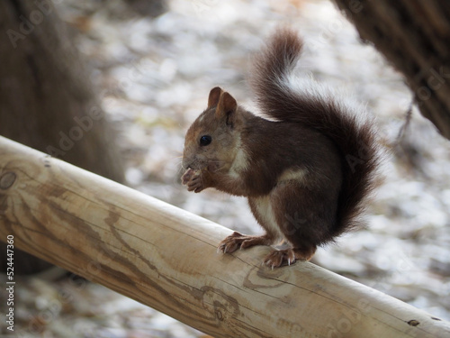 Squirrel sits on a wooden log