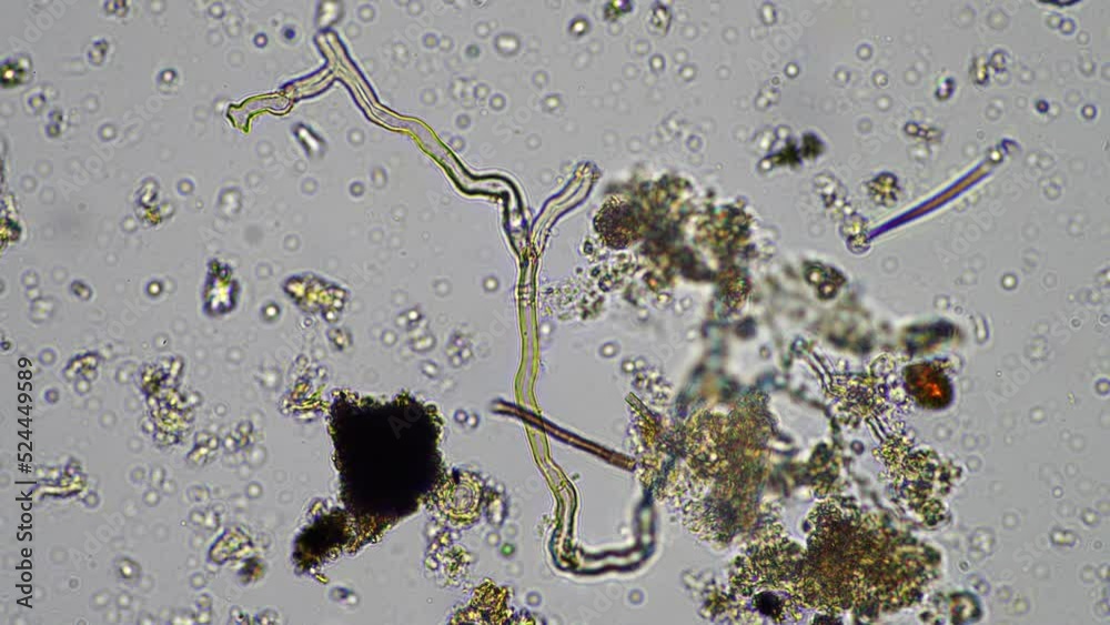 microorganisms and soil biology, with nematodes and fungi under the ...