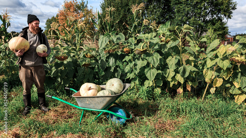 A farmer stands next to a garden cart filled with organic local vegetables. A man has harvested pumpkins in a cart and is standing with pumpkins in his hands. Pumpkins, vegetables. Garden. Autumn.