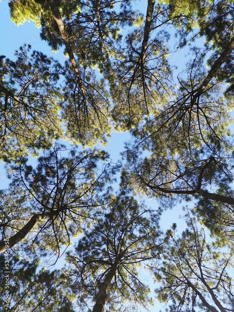 Lush forest with trees and river