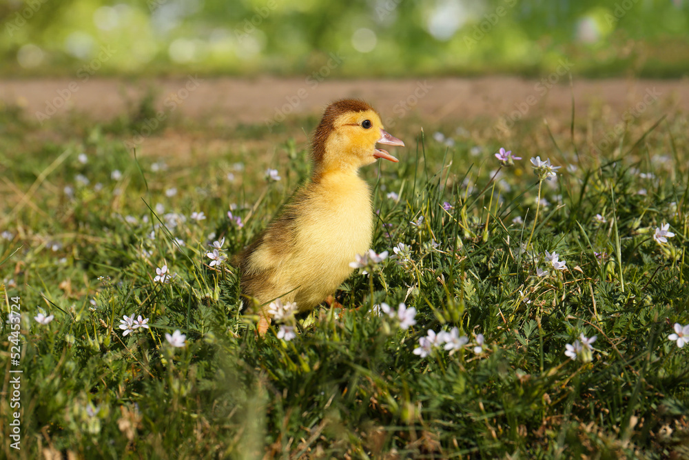 Cute fluffy duckling outdoors on sunny day