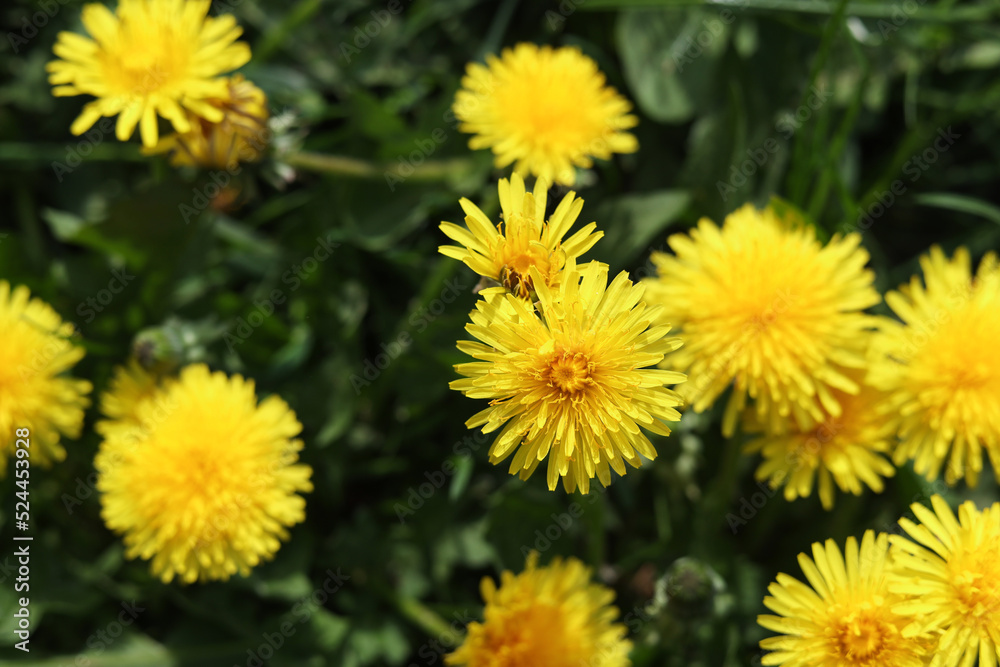 Beautiful bright yellow dandelions in green grass on sunny day, closeup Beautiful bright yellow dandelions in green grass on sunny day, closeup