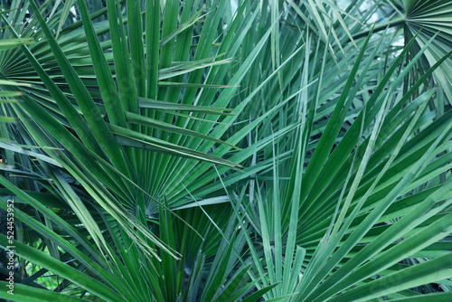 Beautiful green tropical leaves outdoors  closeup view