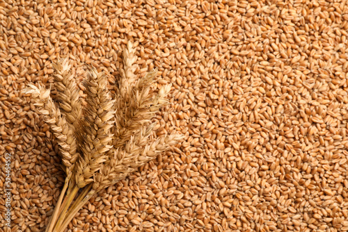 Spikelets on heap of wheat grains, flat lay. Space for text