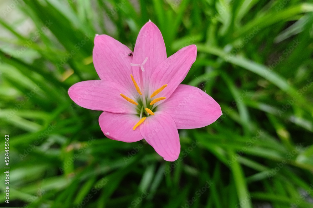 Zephyranthes minuta. This flower is very beautiful to look at and this flower usually blooms during the rainy season. Zephyranthes minuta. This flower is very beautiful to look at and this flower usually blooms during the rainy season.