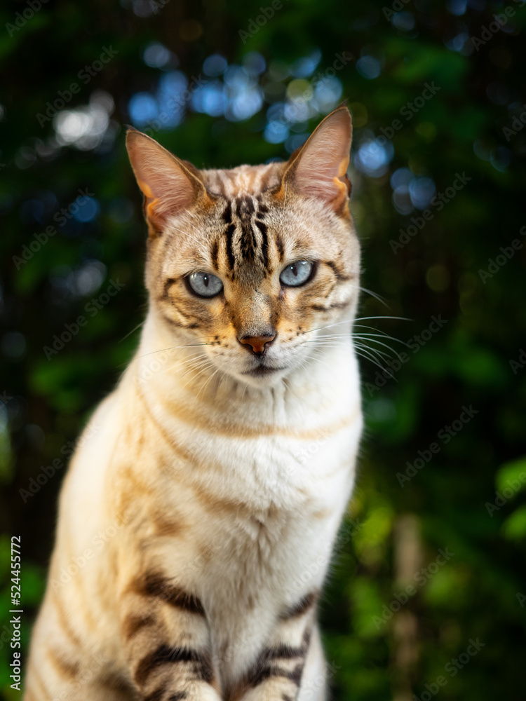Beautiful portrait of domesticated cat with tiger and lynx spot and stripes, the coat is of soft caramel, brown and dark gray. Beautiful portrait of domesticated cat with tiger and lynx spot and stripes, the coat is of soft caramel, brown and dark gray.