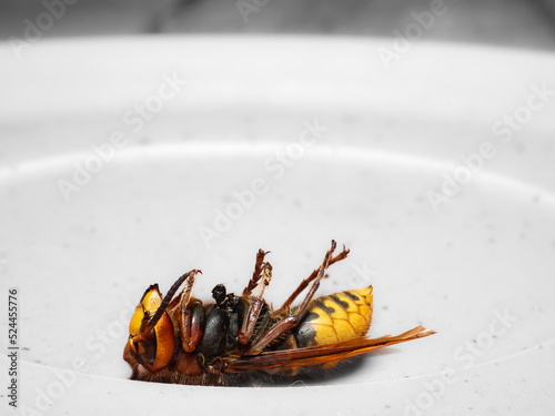 Giant hornet, wasp, laying on its back, pretending to be dead, death-feigning, on a gray plate at close-up