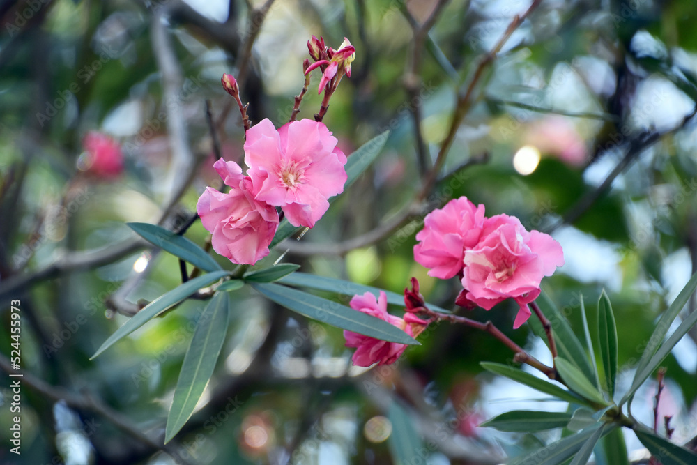 Obraz premium キョウチクトウ